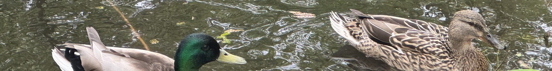Enten im Molli Teich