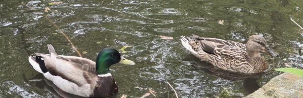 Enten im Molli Teich